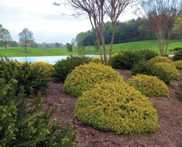 Abelia (Abelia Grandiflora 'Kaleidoscope') - Afbeelding 4