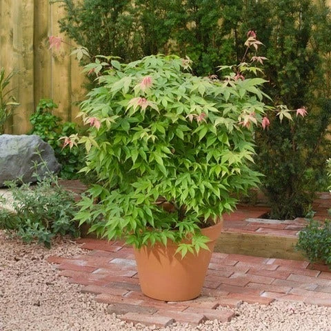 Japanse Esdoorn (Acer Palmatum 'Osakazuki') - Afbeelding 6