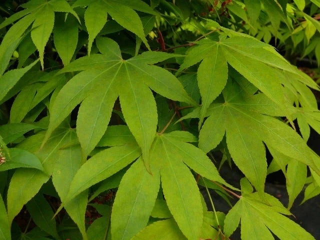 Japanse Esdoorn (Acer Palmatum 'Osakazuki') - Afbeelding 2