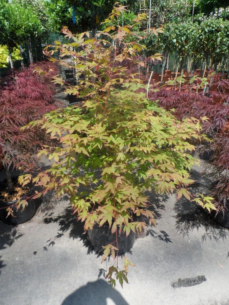Japanse Esdoorn (Acer Palmatum 'Osakazuki') - Afbeelding 5