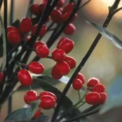 Broodboom (Aucuba Japonica 'Rozannie')