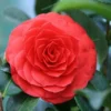 Camellia (Camellia Japonica 'Black Lace')