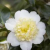 Camelia (Camellia Japonica 'Brushfield's Yellow')