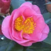Camelia Als Leivorm (Camellia Japonica 'California')