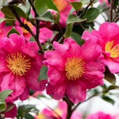 Camelia (Camellia Sasanqua 'Kanjiro')