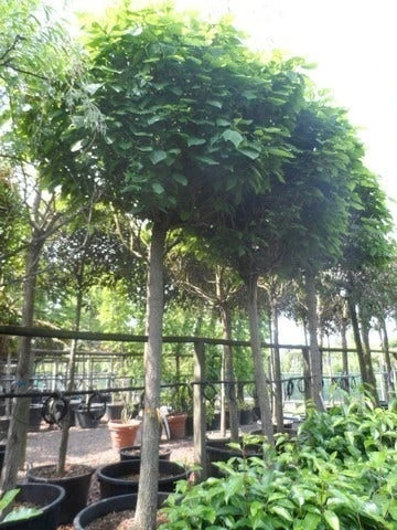 Bolcatalpa (Catalpa Bignonioides 'Nana') - Afbeelding 2