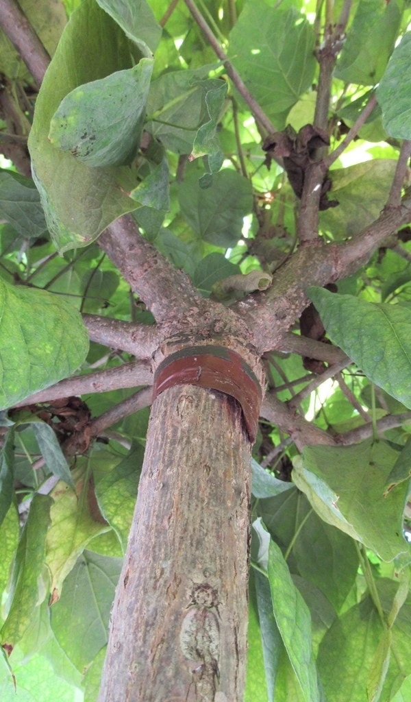 Bolcatalpa (Catalpa Bignonioides 'Nana') - Afbeelding 4