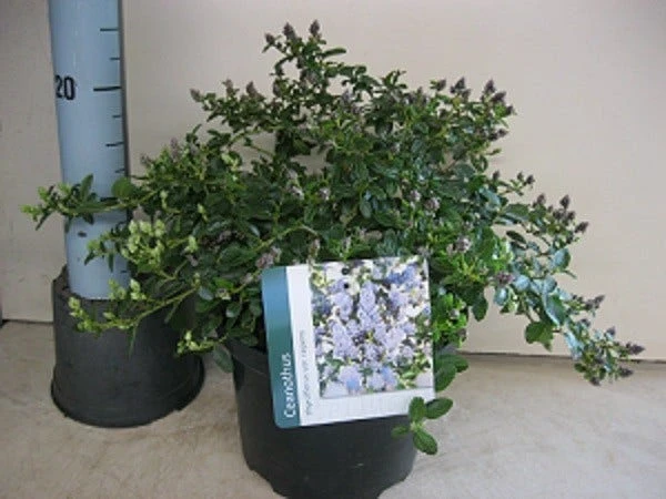 Amerikaanse Sering (Ceanothus Thyrsiflorus 'Repens') - Afbeelding 4