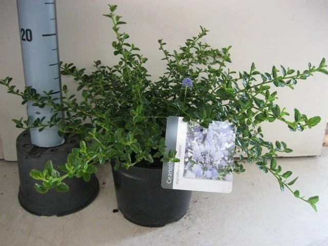Amerikaanse Sering (Ceanothus Thyrsiflorus 'Repens') - Afbeelding 3
