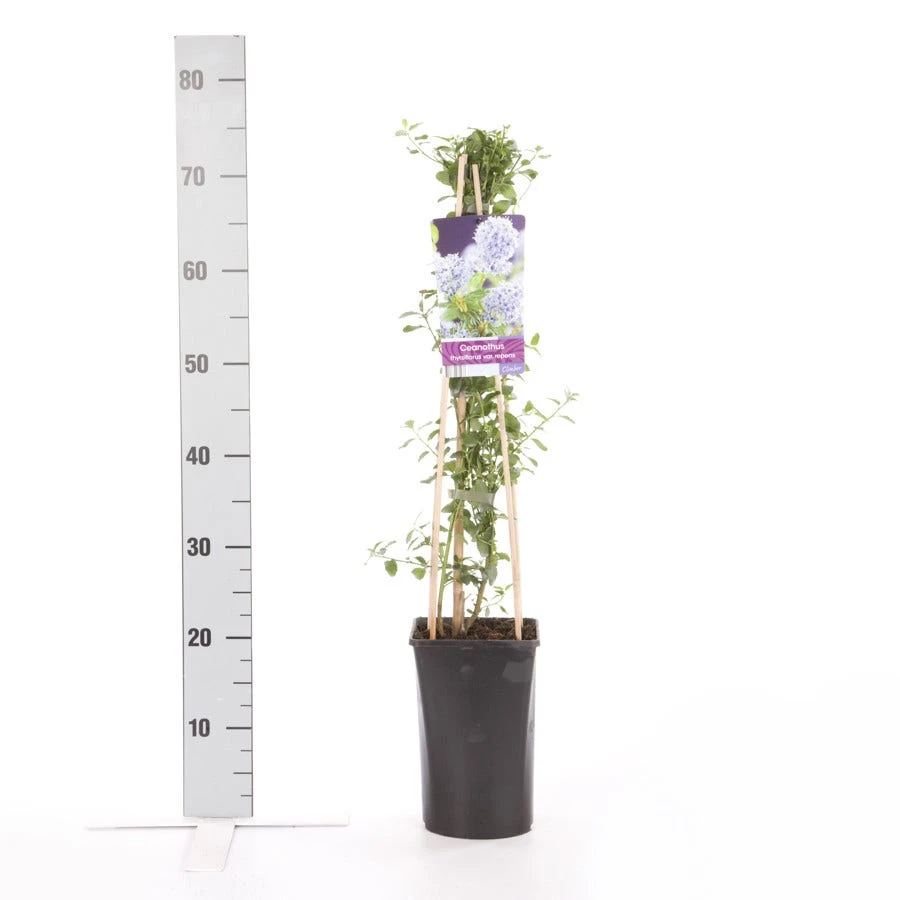Amerikaanse Sering (Ceanothus Thyrsiflorus 'Repens') - Afbeelding 5