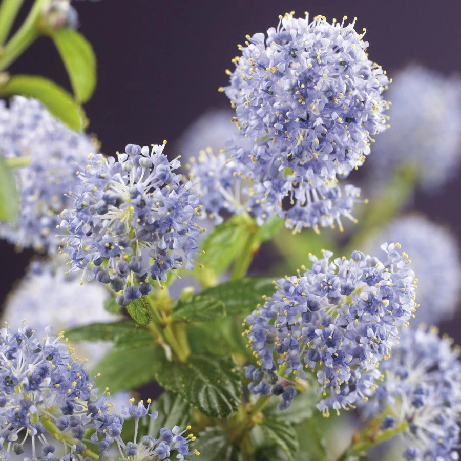 Amerikaanse Sering (Ceanothus Thyrsiflorus 'Repens')