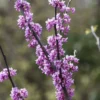 Judasboom Als Struik (Cercis Canadensis)