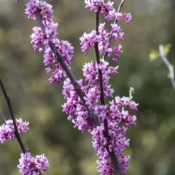 Judasboom Als Struik (Cercis Canadensis)