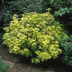 Choisya (Choisya Ternata 'Sundance')