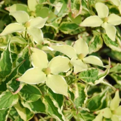 Bonte Kornoelje (Cornus Kousa 'Wolf Eye')