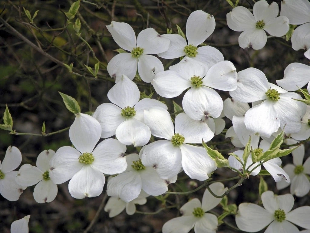 Kornoelje (Cornus Florida 'Cherokee Daybreak') - Afbeelding 4