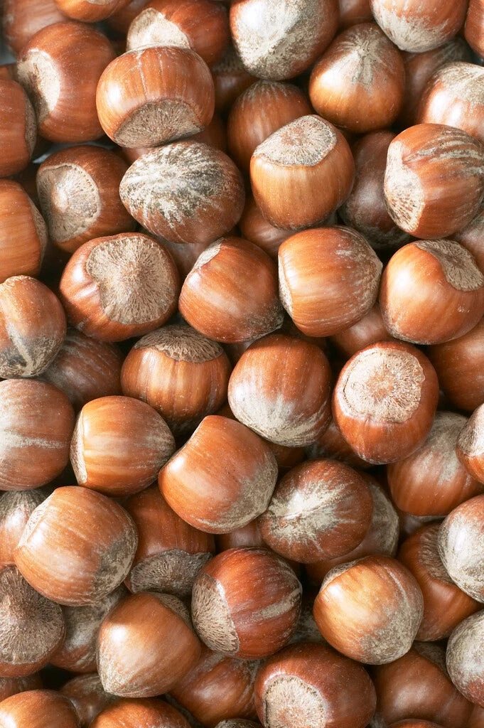 Hazelaar/Hazelnoot (Corylus Avellana 'Cosford') - Afbeelding 2