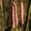 Hazelaar/Hazelnoot (Corylus Avellana 'Rode Zellernoot')