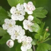 Meidoorn Als Boom (Crataegus Monogyna 'Stricta')