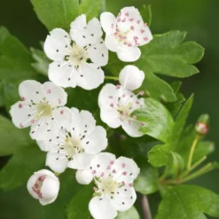 Meidoorn Als Boom (Crataegus Monogyna 'Stricta')