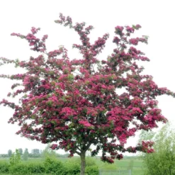 Rode Meidoorn (Crataegus Laevigata 'Paul's Scarlet')