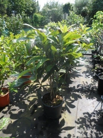 Japanse Mispel (Eriobotrya Japonica) - Afbeelding 3