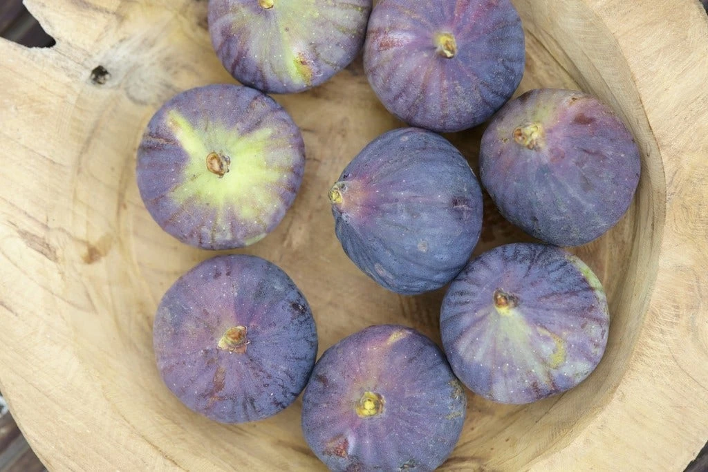 Vijg (Ficus Carica 'Rouge De Bordeaux') - Afbeelding 2