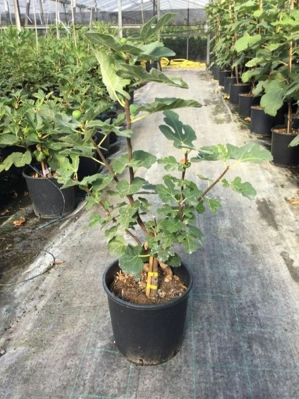 Vijg (Ficus Carica 'Rouge De Bordeaux')