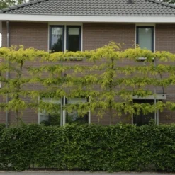 Valse Christusdoorn Als Leiboom (Gleditsia Triacanthos 'Sunburst')