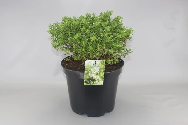 Dwerg Hebe (Hebe 'Rakaiensis')