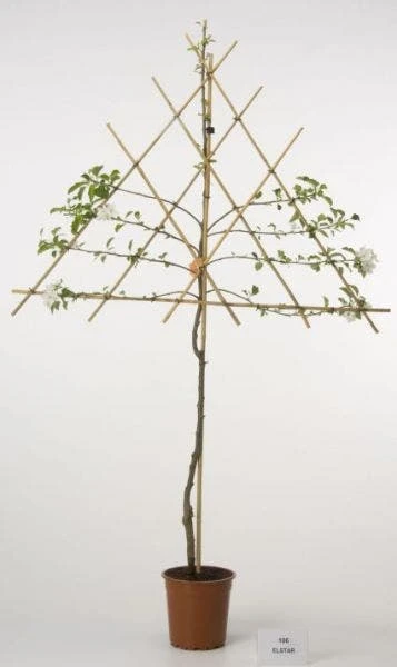 Lei-Appel (Malus Domestica 'Ecolette') - Afbeelding 2