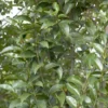 Liguster (Ligustrum Lucidum)