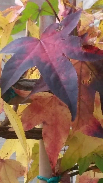 Amberboom Als Leiboom (Liquidambar Styraciflua) - Afbeelding 8