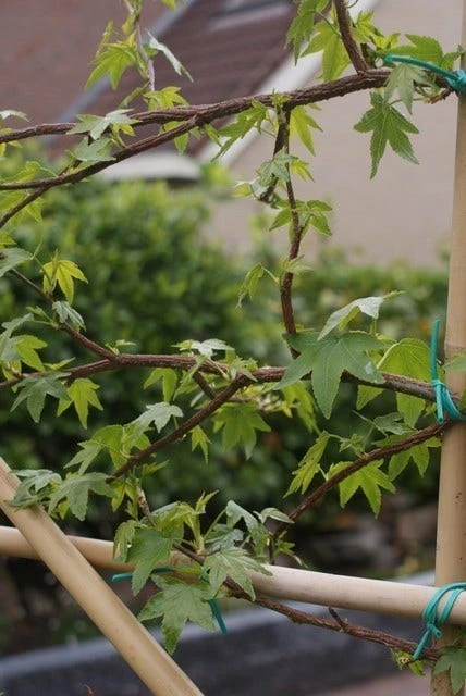 Amberboom Als Leiboom (Liquidambar Styraciflua) - Afbeelding 9