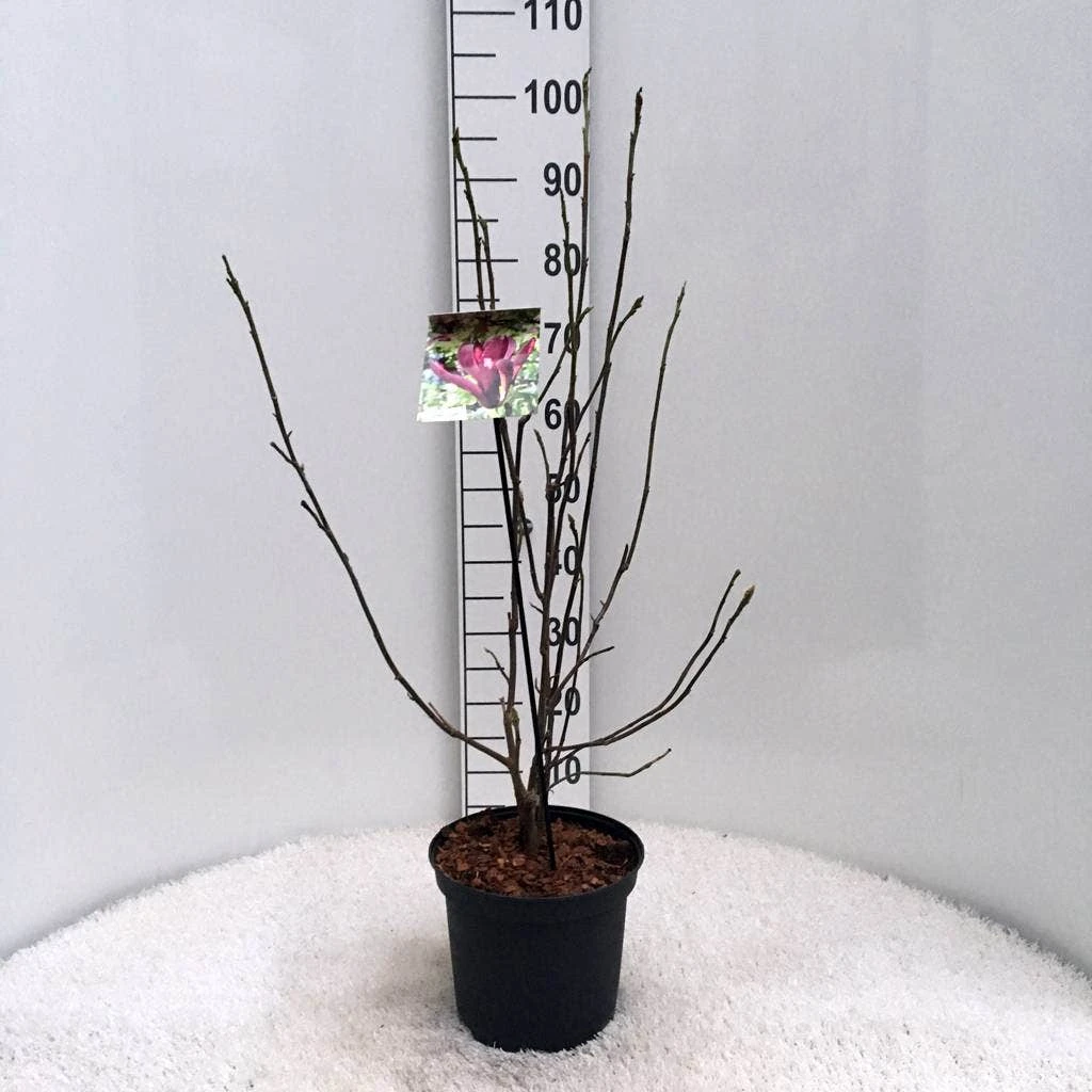 Beverboom (Magnolia Liliiflora 'Nigra') - Afbeelding 5
