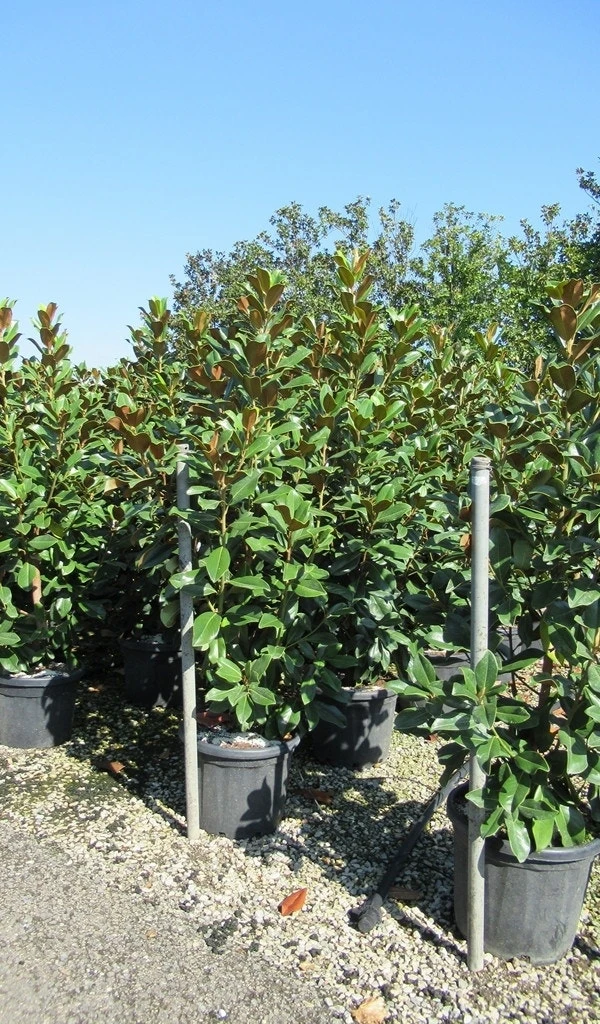 Beverboom (Magnolia Grandiflora 'Goliath') - Afbeelding 4