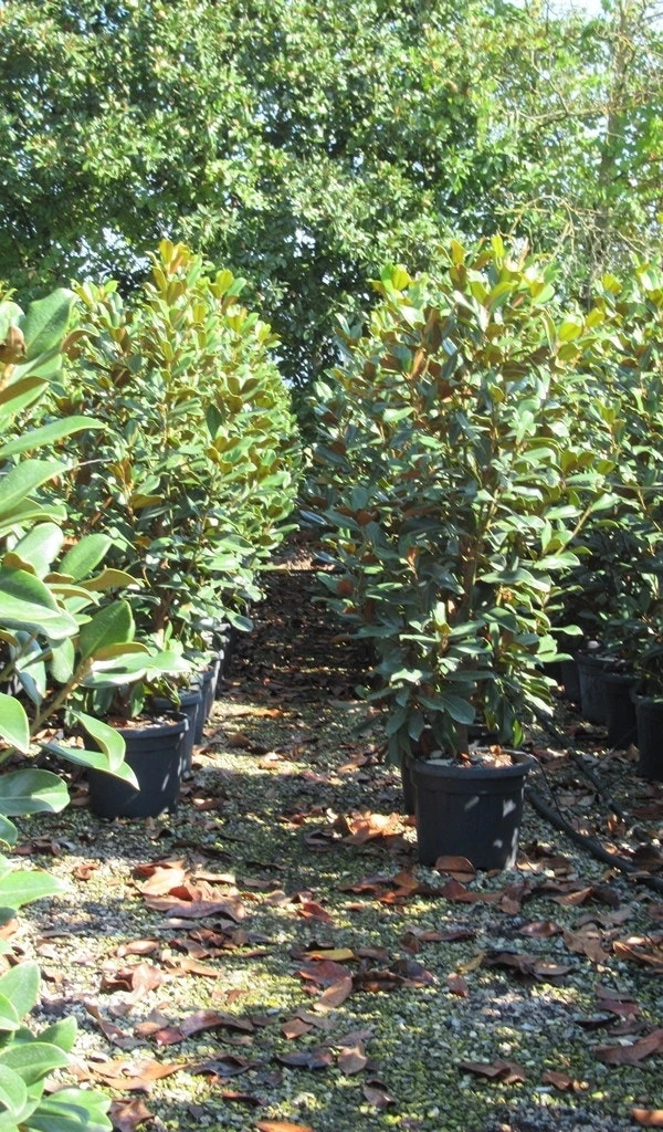 Beverboom (Magnolia Grandiflora 'Goliath') - Afbeelding 3