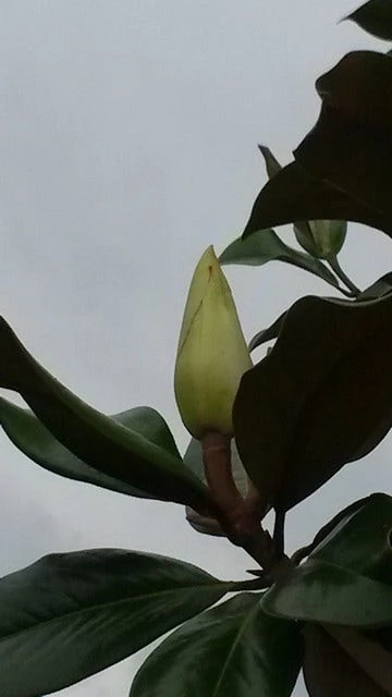Magnolia (Magnolia Grandiflora 'Gallissoniere') - Afbeelding 3