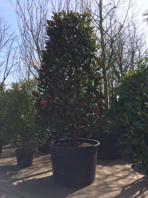 Magnolia (Magnolia Grandiflora 'Gallissoniere') - Afbeelding 12