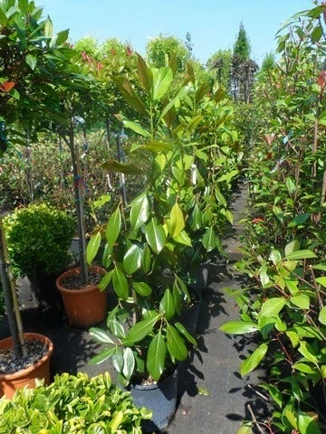 Magnolia (Magnolia Grandiflora 'Gallissoniere') - Afbeelding 6