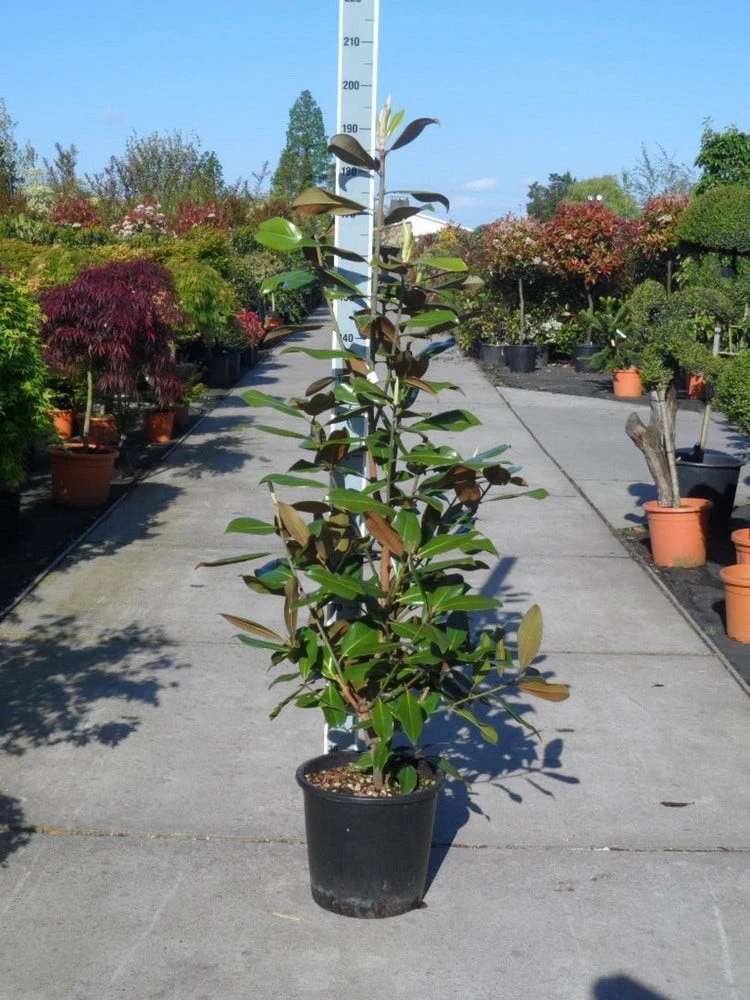 Magnolia (Magnolia Grandiflora 'Gallissoniere') - Afbeelding 8