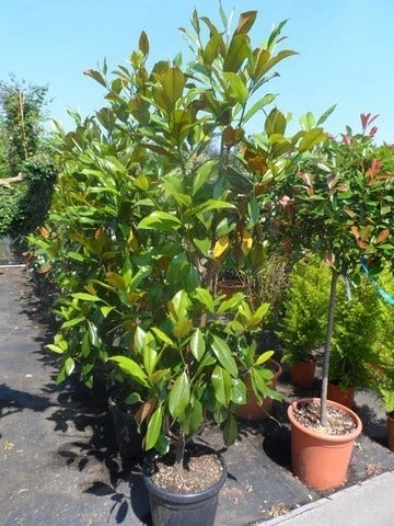 Magnolia (Magnolia Grandiflora 'Gallissoniere') - Afbeelding 9