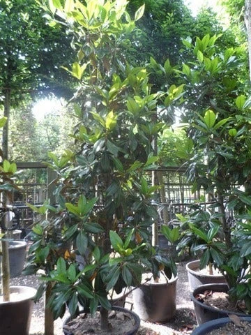 Magnolia (Magnolia Grandiflora 'Gallissoniere') - Afbeelding 10