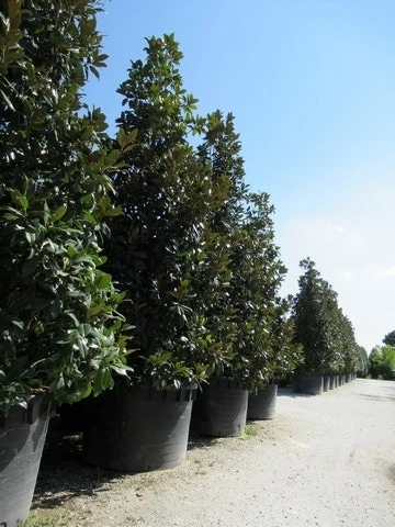 Magnolia (Magnolia Grandiflora 'Gallissoniere') - Afbeelding 14