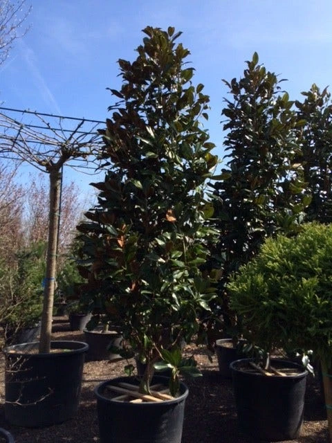 Magnolia (Magnolia Grandiflora 'Gallissoniere') - Afbeelding 13