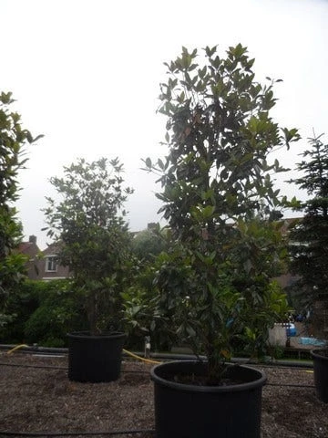 Magnolia (Magnolia Grandiflora 'Gallissoniere') - Afbeelding 11