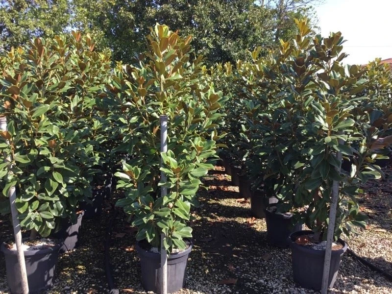 Beverboom (Magnolia Grandiflora 'Goliath') - Afbeelding 6