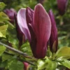 Beverboom (Magnolia Liliiflora 'Nigra')