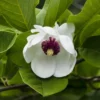 Beverboom (Magnolia Sieboldii)