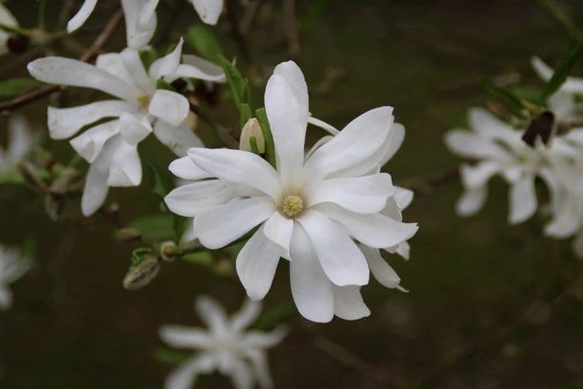 Stermagnolia (Magnolia Stellata) - Afbeelding 5